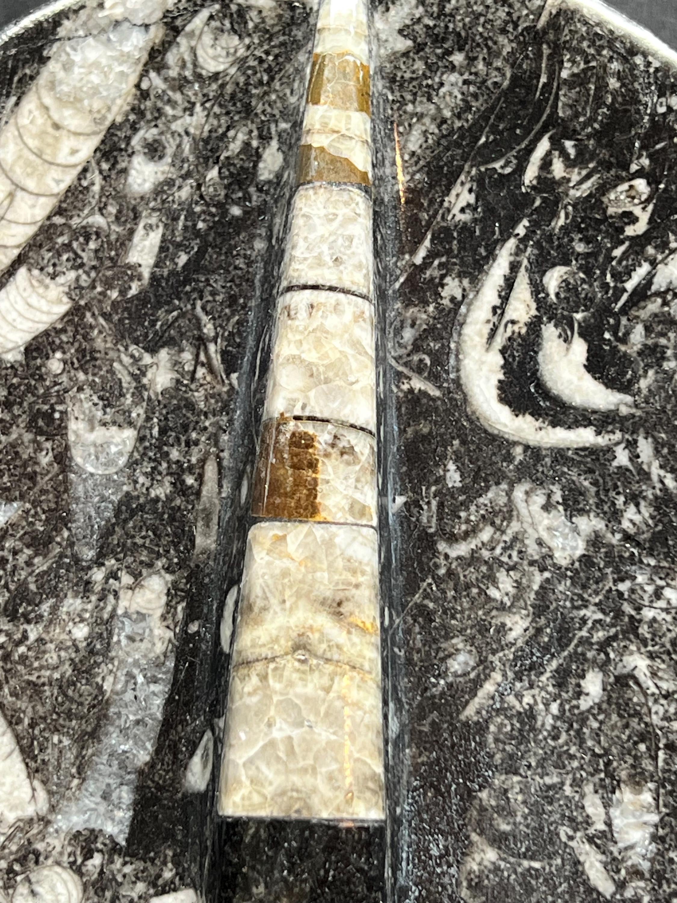 Orthoceras 4” dish.