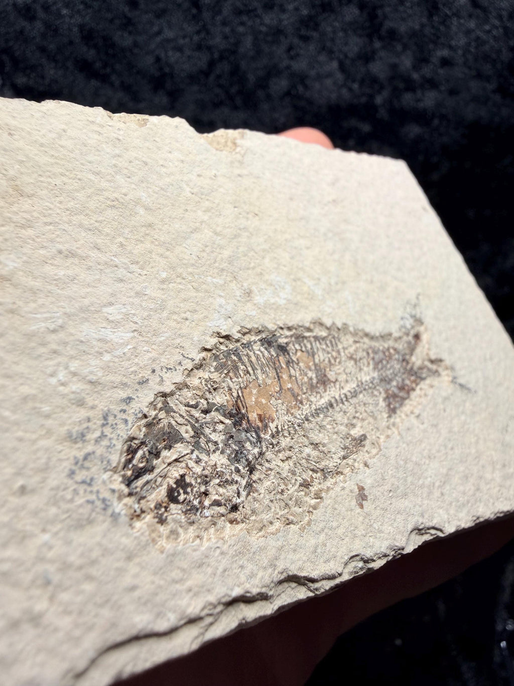 Eocene Fossil Fish – Knightia sp. (Green River Formation)