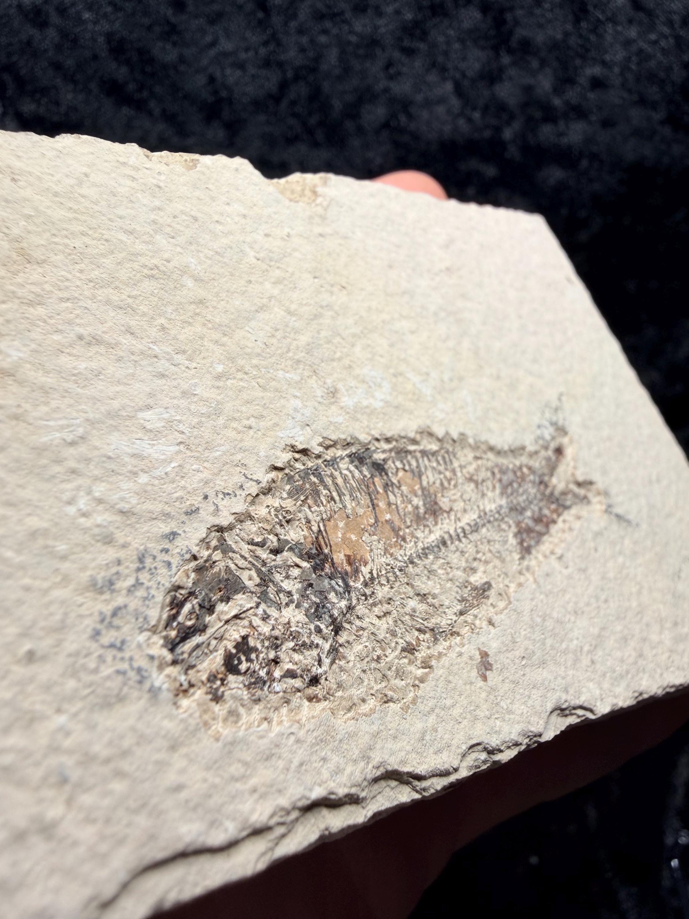 Eocene Fossil Fish – Knightia sp. (Green River Formation)