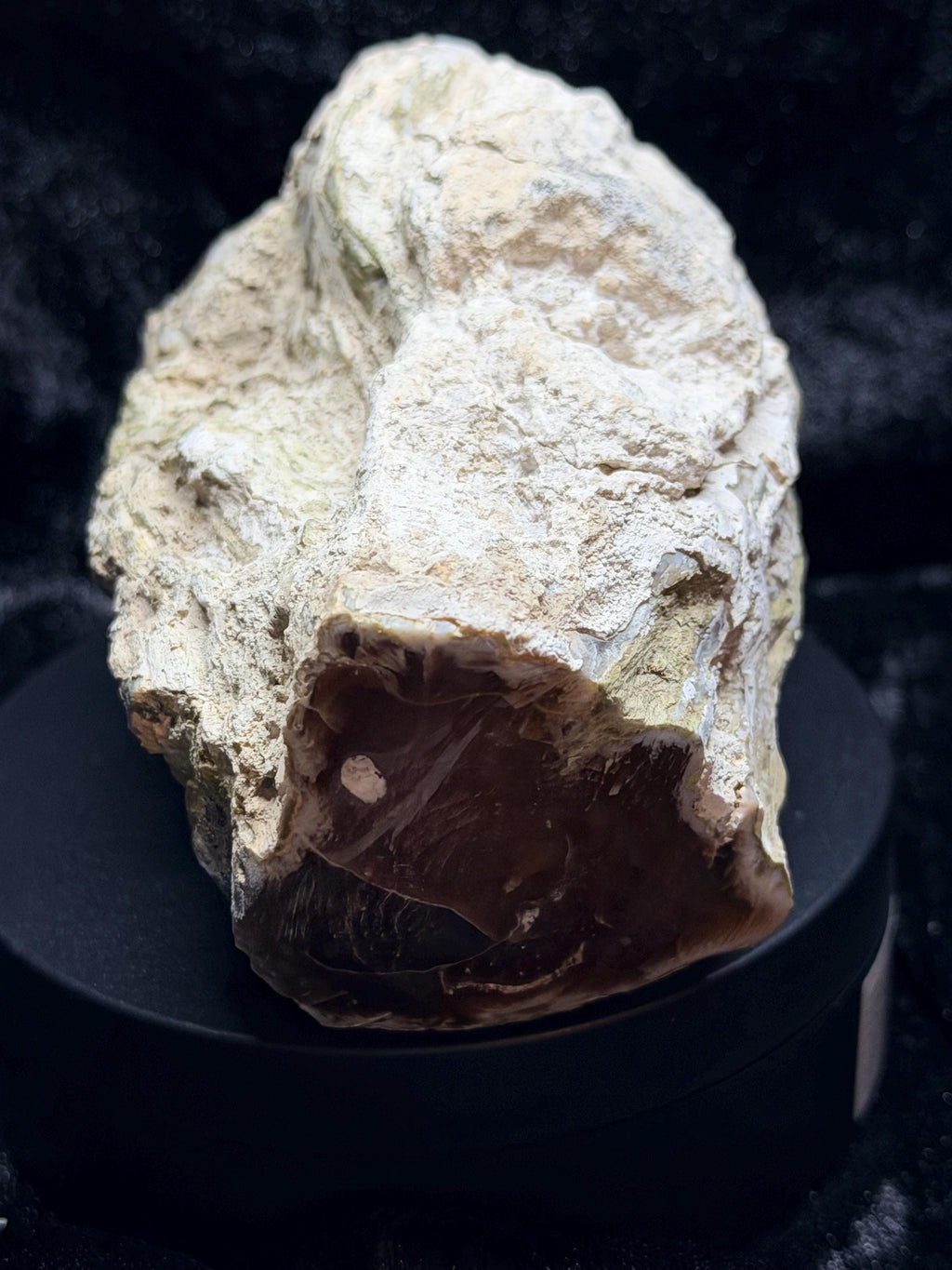 Polished Petrified wood with natural raw sides