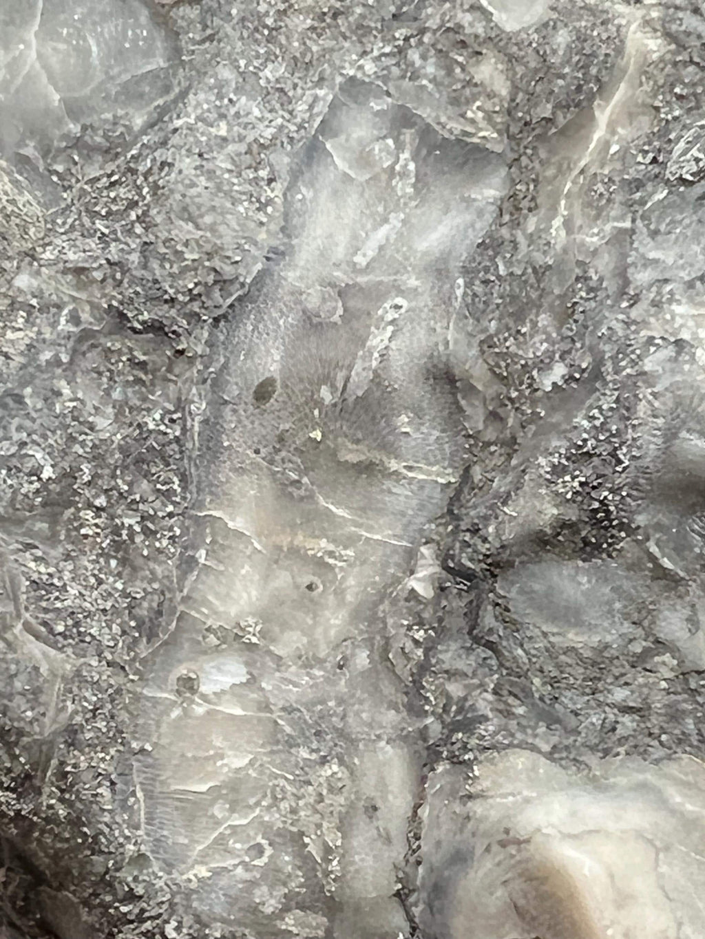 Fossils replaced by calcite in shale from Kentucky.