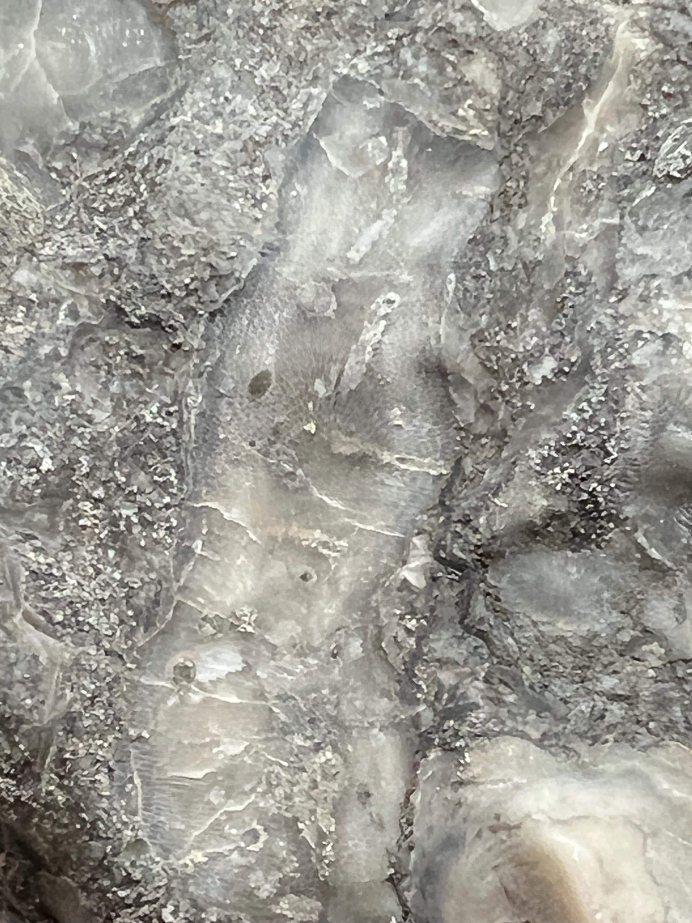 Fossils replaced by calcite in shale from Kentucky.