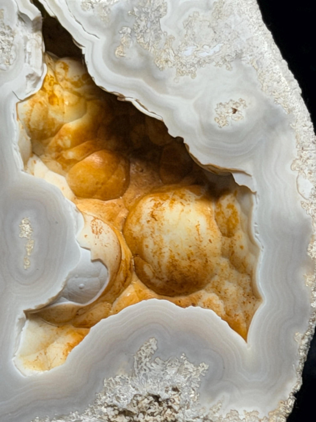 Polished Blue/gray Agatized Coral, Tampa Bay Fl.