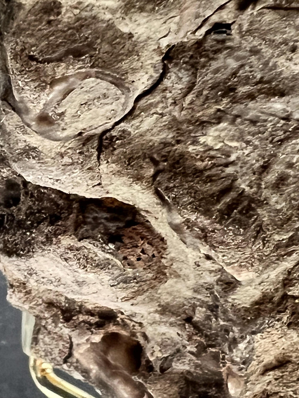 Fossils replaced by calcite in shale from Kentucky.