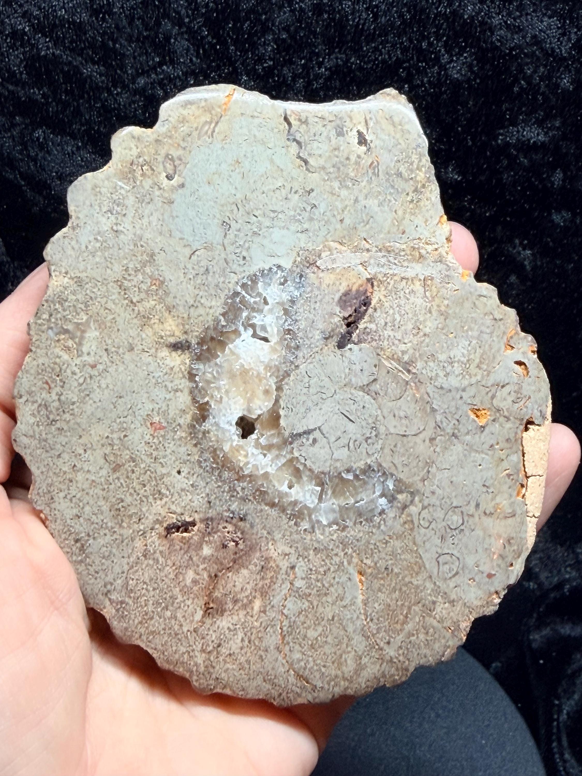 Polished Ammonite fossil with uv reactive calcite and pyrite