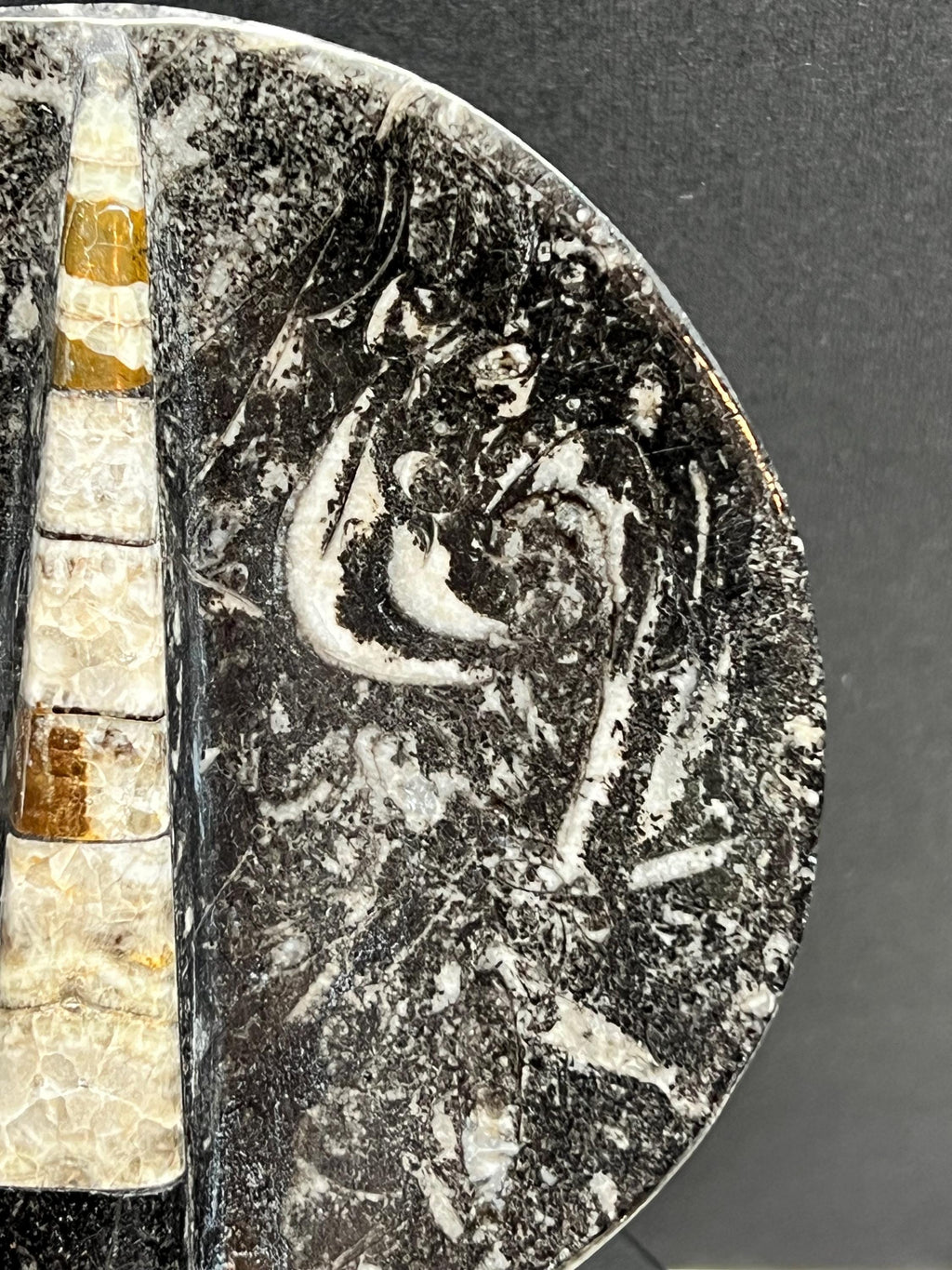 Orthoceras 4” dish.