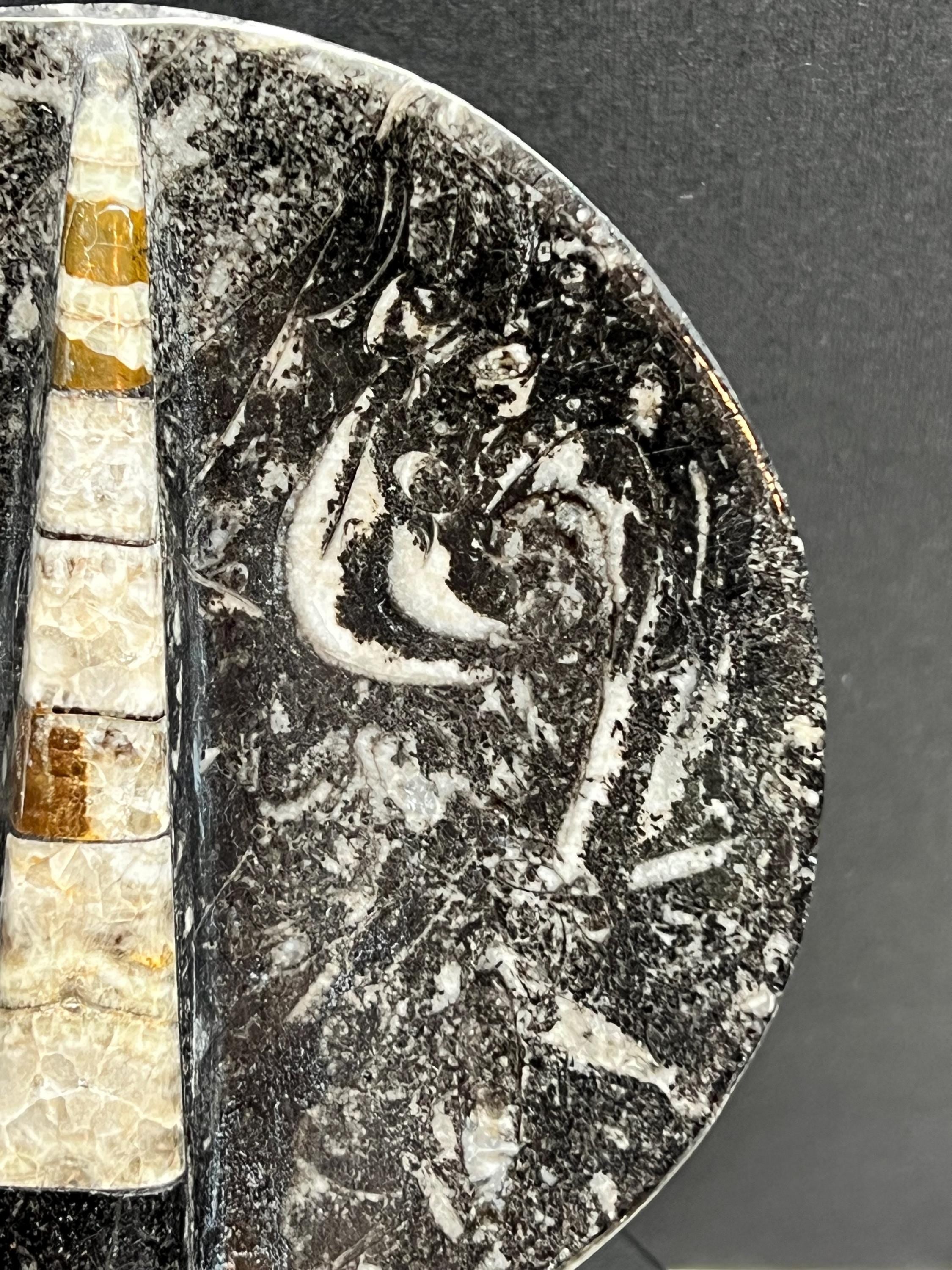 Orthoceras 4” dish.