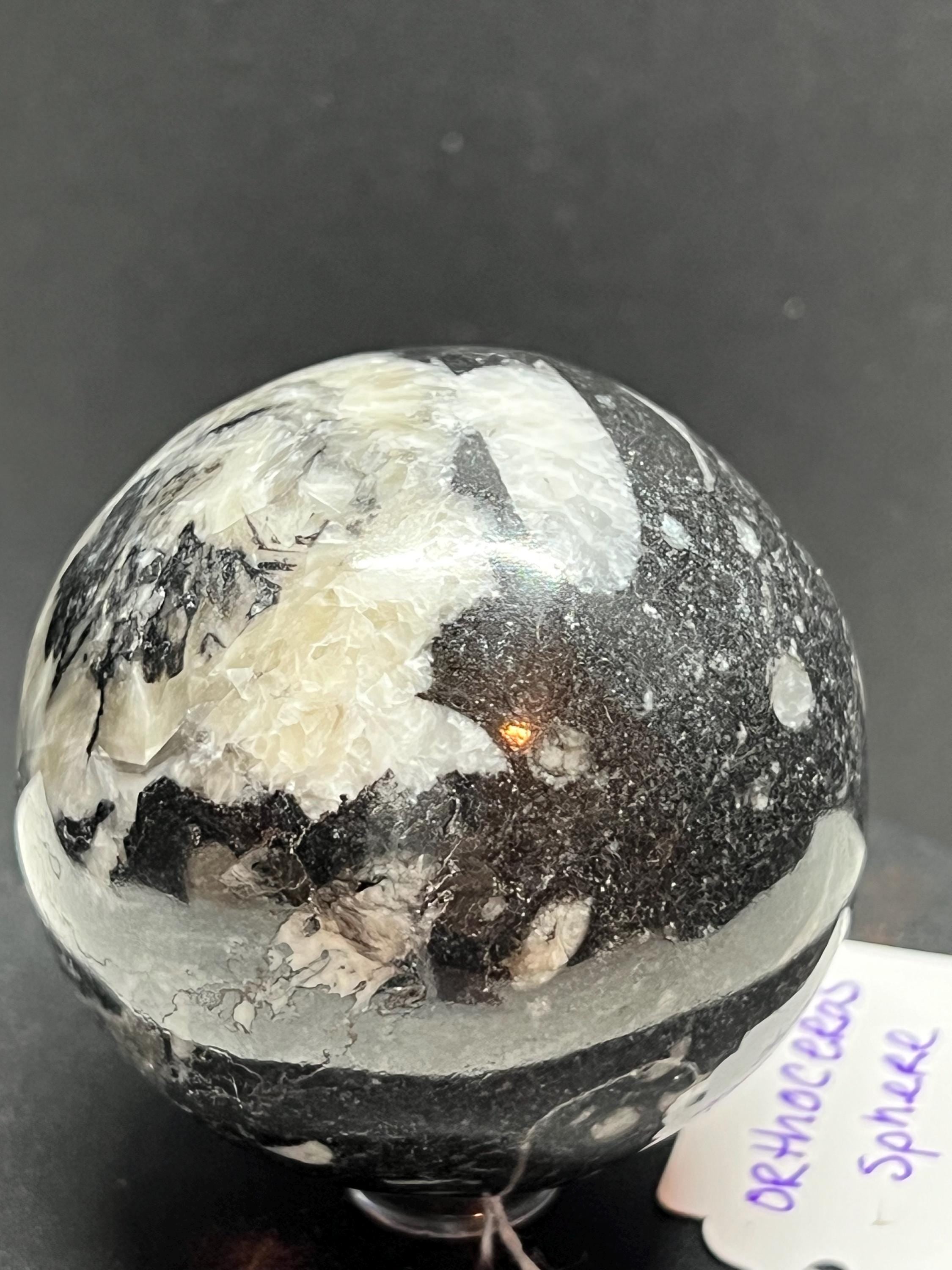 Orthoceras Fossil Sphere, Polished Limestone Display Specimen