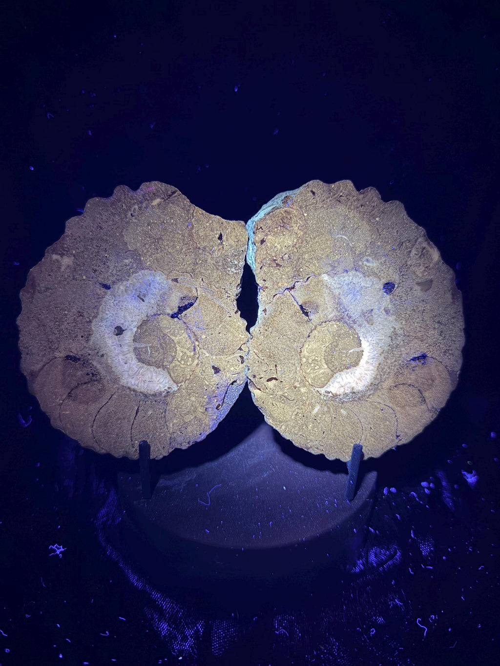 Polished Ammonite fossil with uv reactive calcite and pyrite