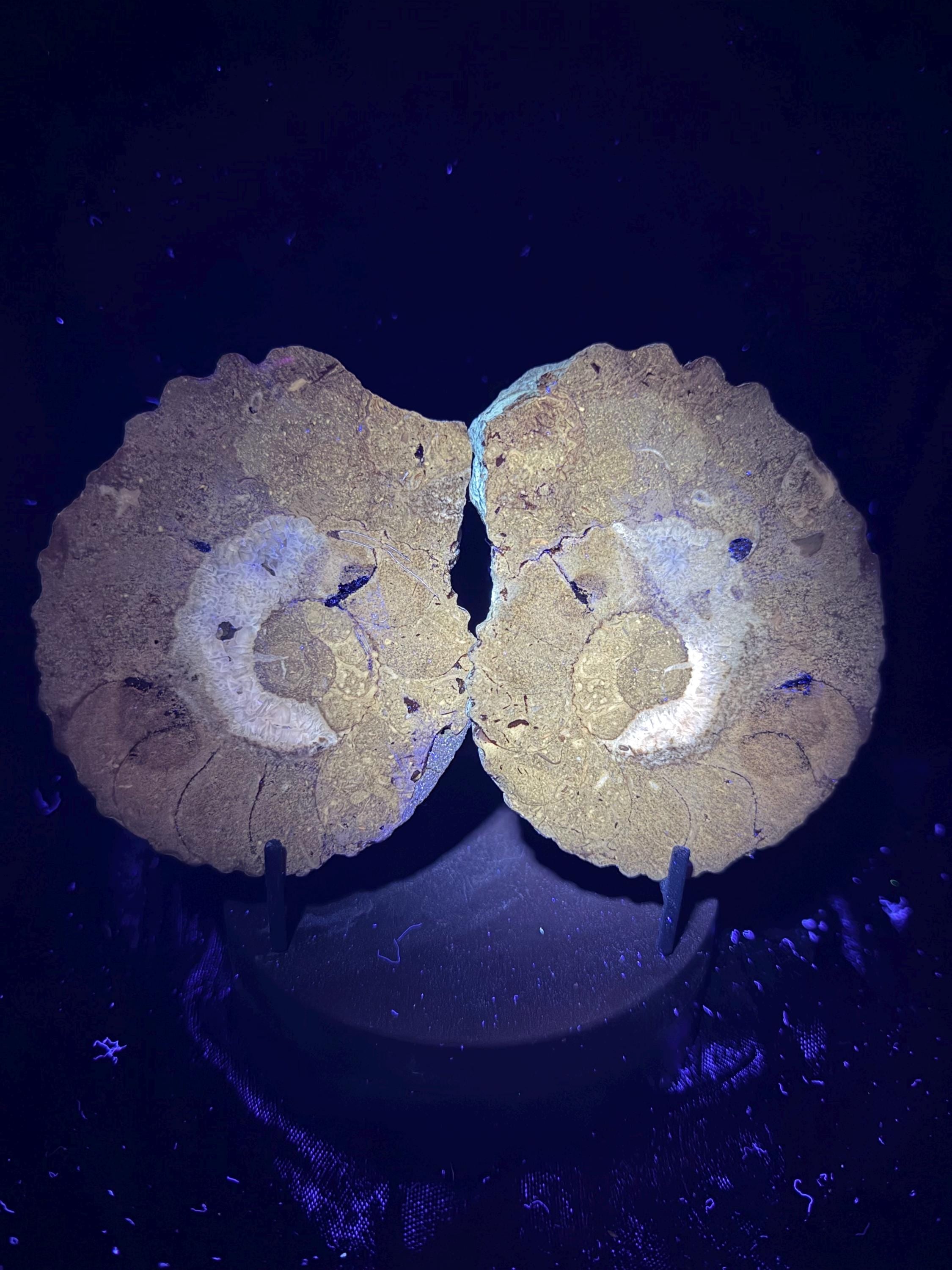 Polished Ammonite fossil with uv reactive calcite and pyrite