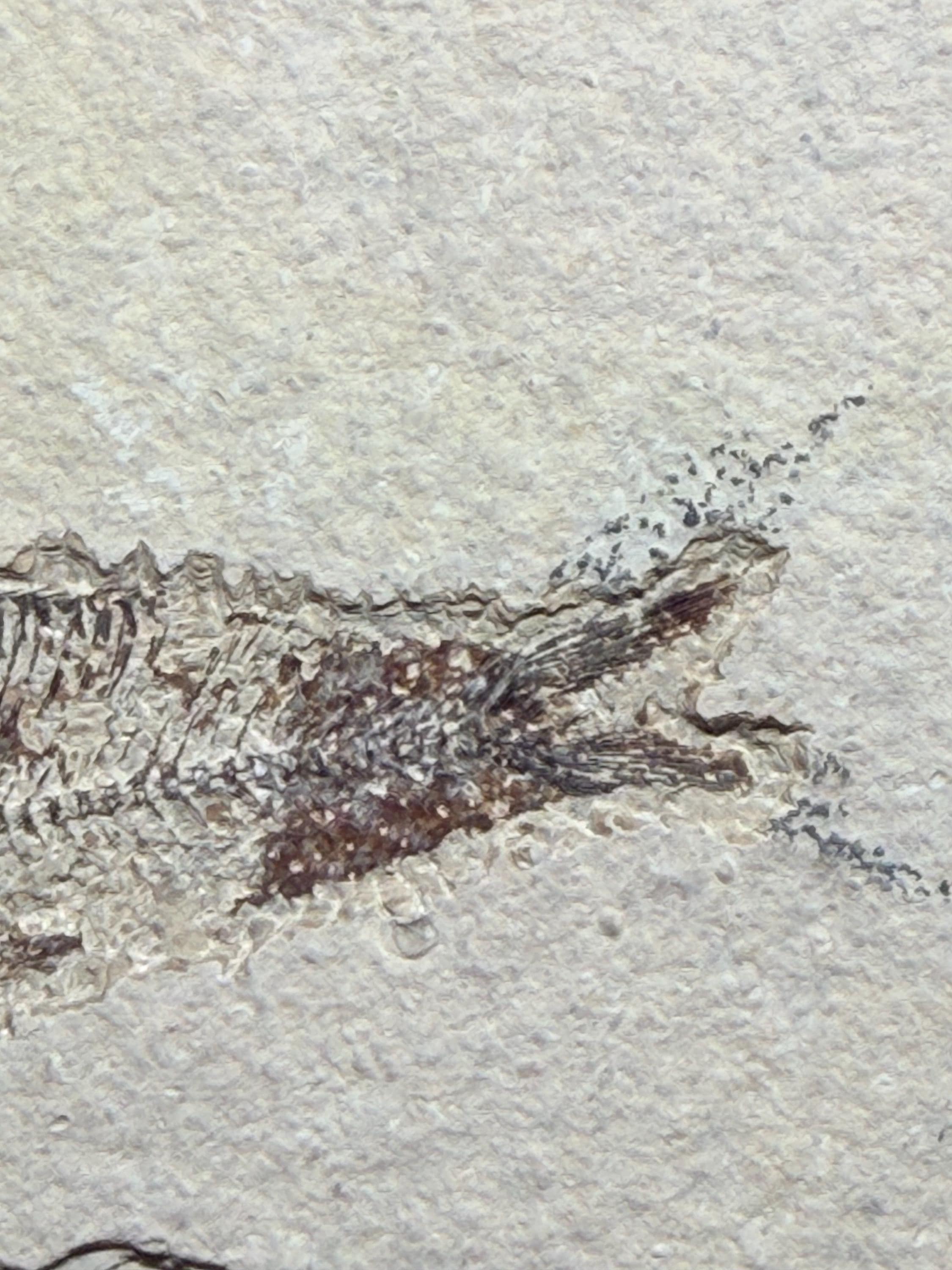 Eocene Fossil Fish – Knightia sp. (Green River Formation)