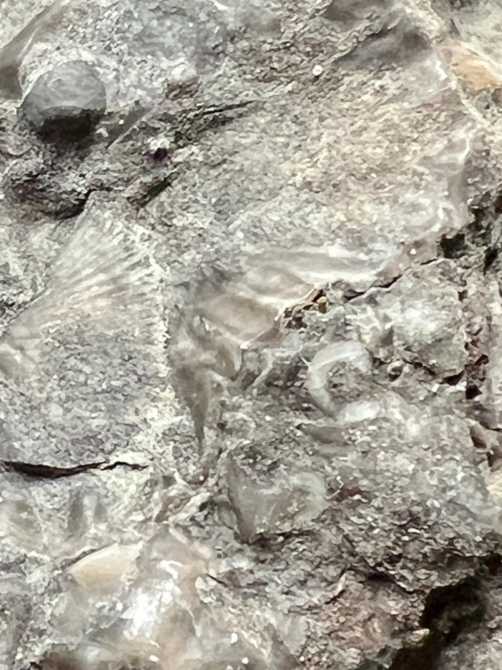 Fossils replaced by calcite in shale from Kentucky.