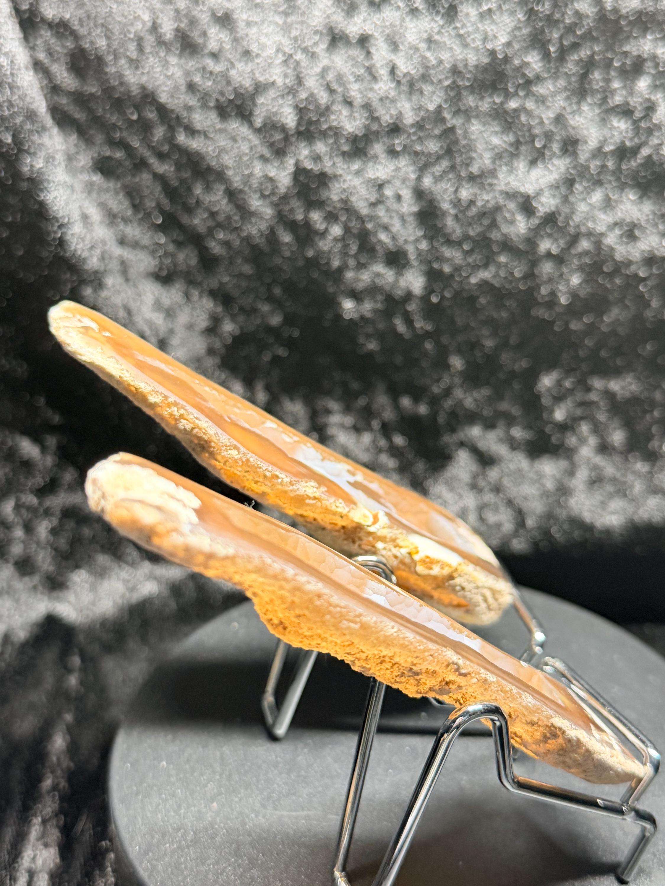 Polished redish brown Agatized Coral, Tampa Bay Fl.
