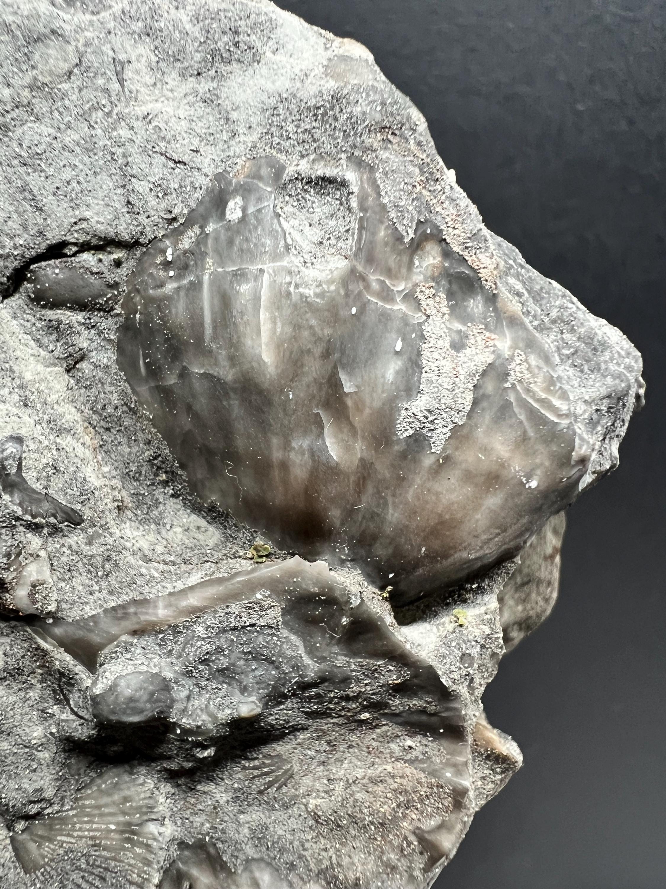 Fossils replaced by calcite in shale from Kentucky.