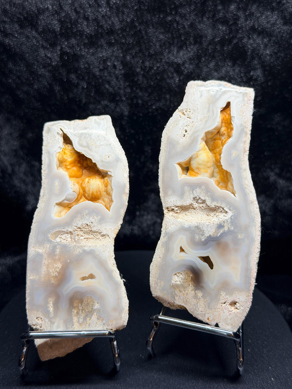 Polished Blue/gray Agatized Coral, Tampa Bay Fl.
