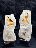 Polished Blue/gray Agatized Coral, Tampa Bay Fl.