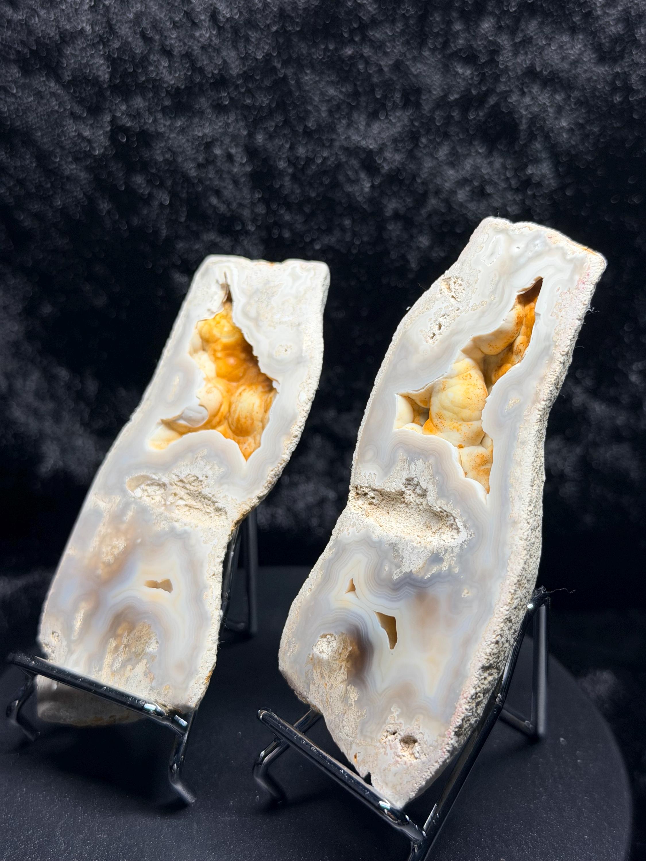Polished Blue/gray Agatized Coral, Tampa Bay Fl.