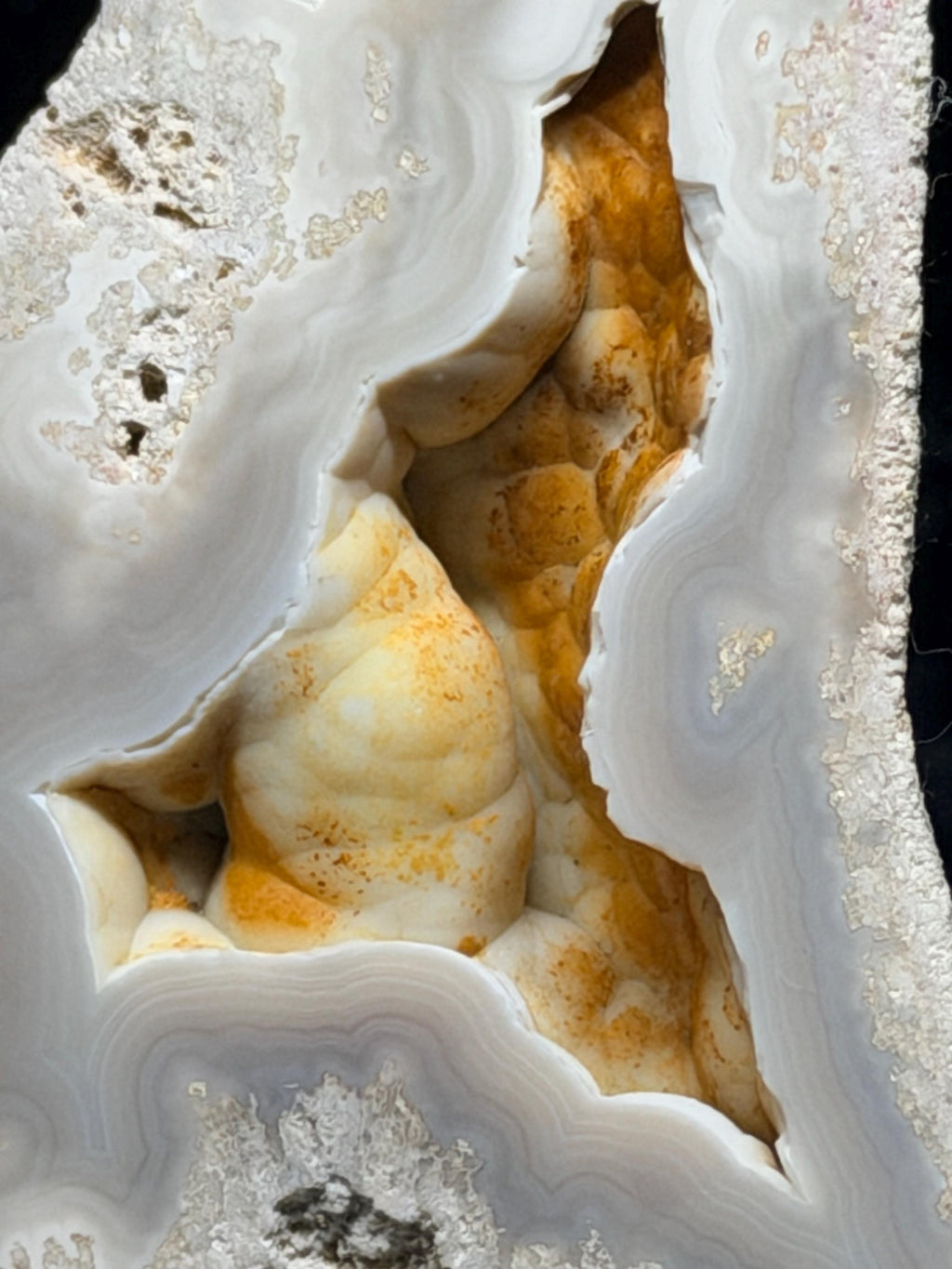 Polished Blue/gray Agatized Coral, Tampa Bay Fl.