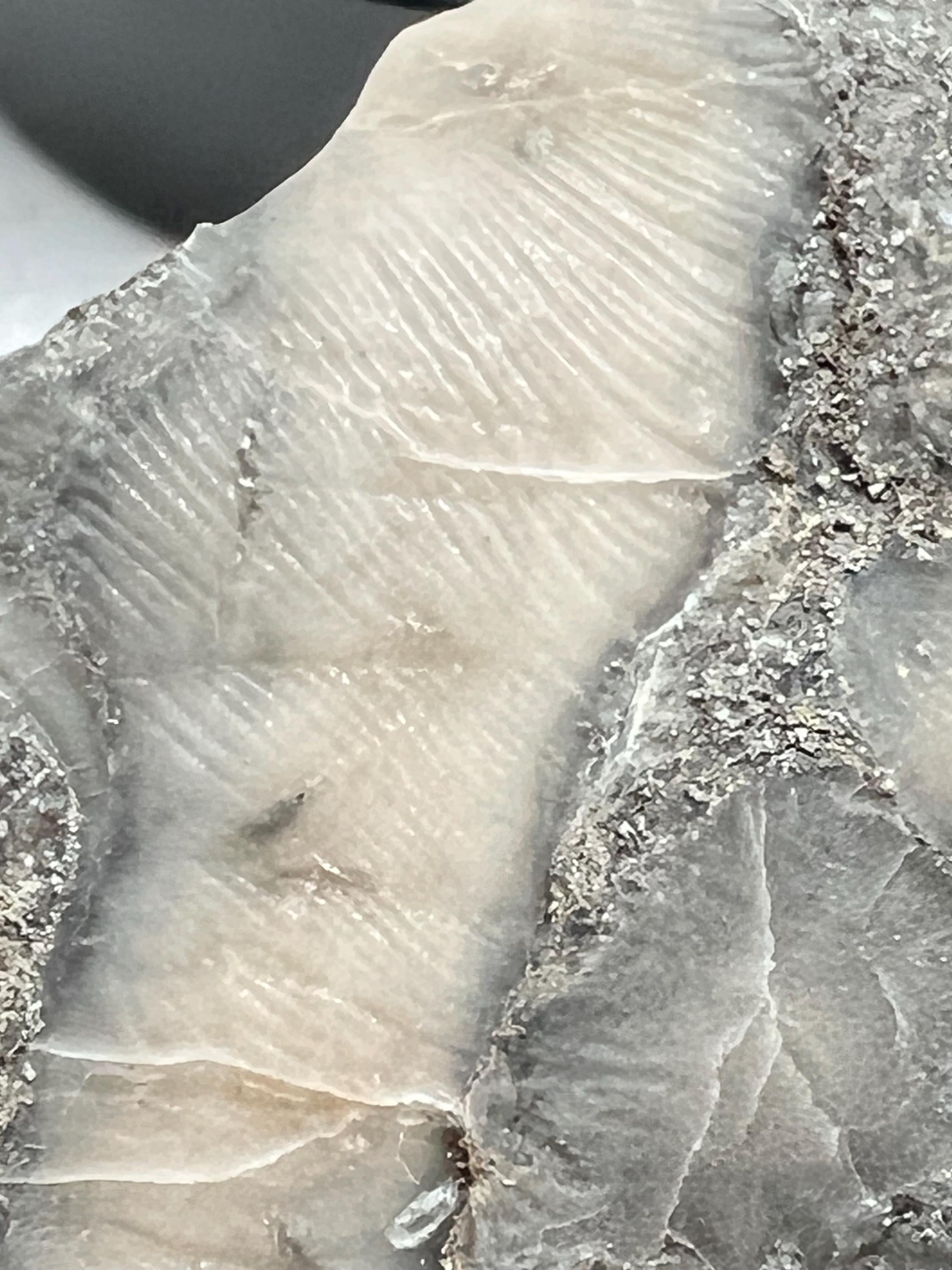 Fossils replaced by calcite in shale from Kentucky.