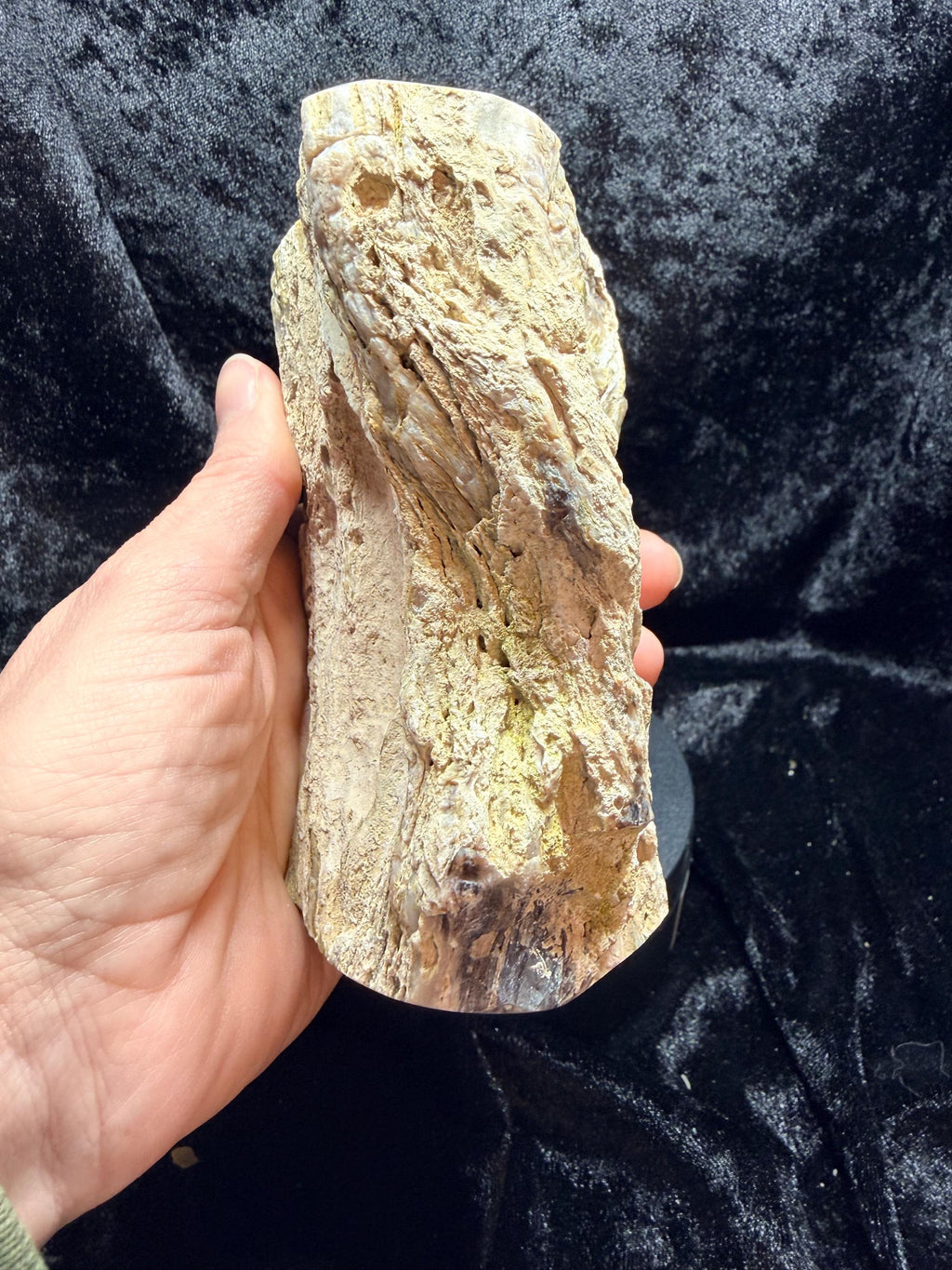 Polished Petrified wood with natural raw sides