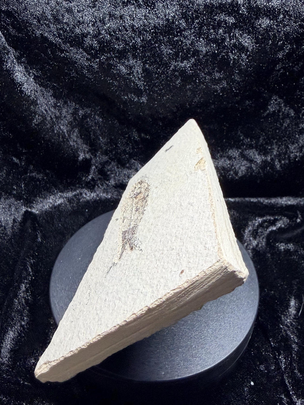 Eocene Fossil Fish – Knightia sp. (Green River Formation)