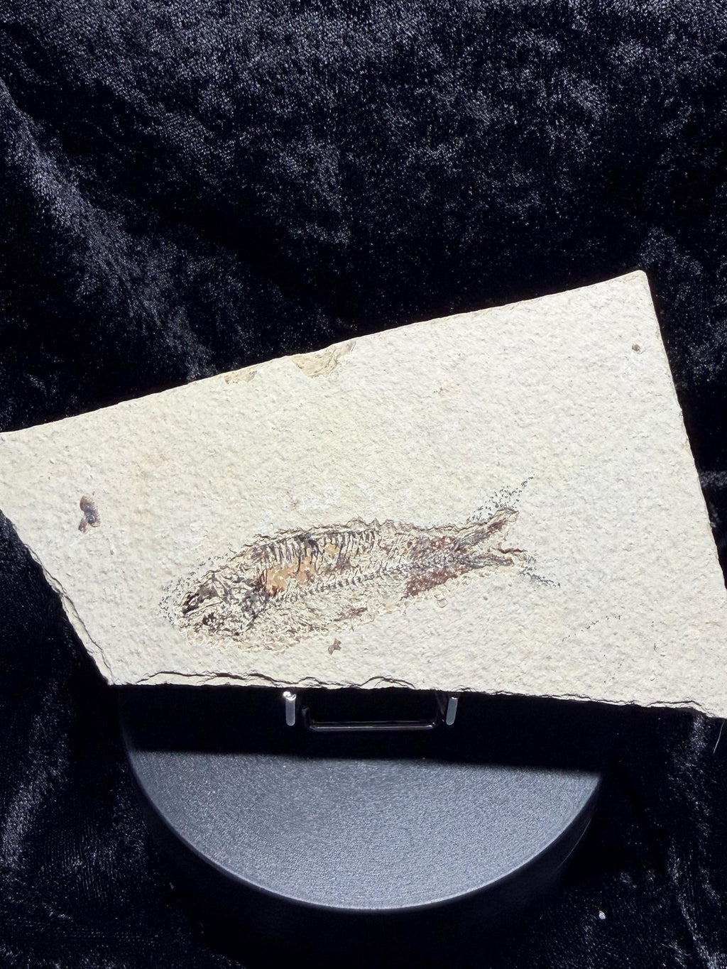Eocene Fossil Fish – Knightia sp. (Green River Formation)