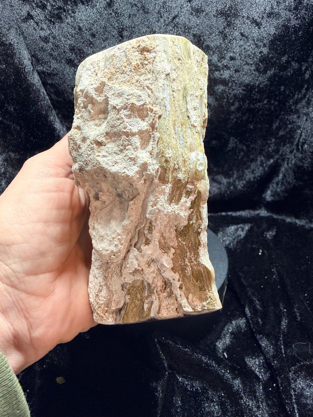 Polished Petrified wood with natural raw sides