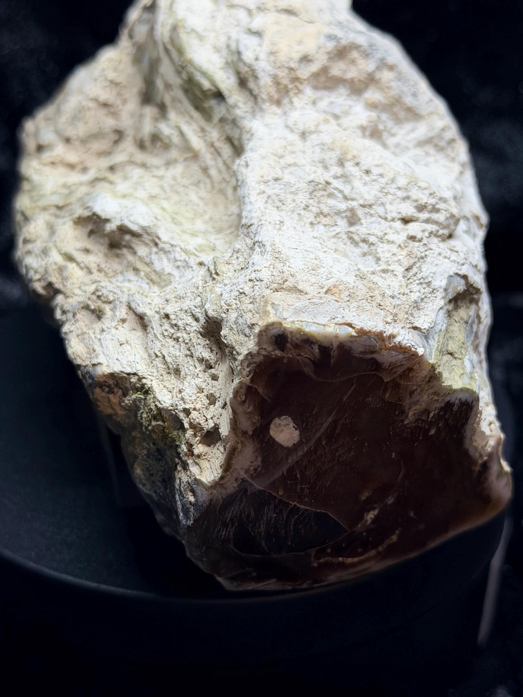 Polished Petrified wood with natural raw sides