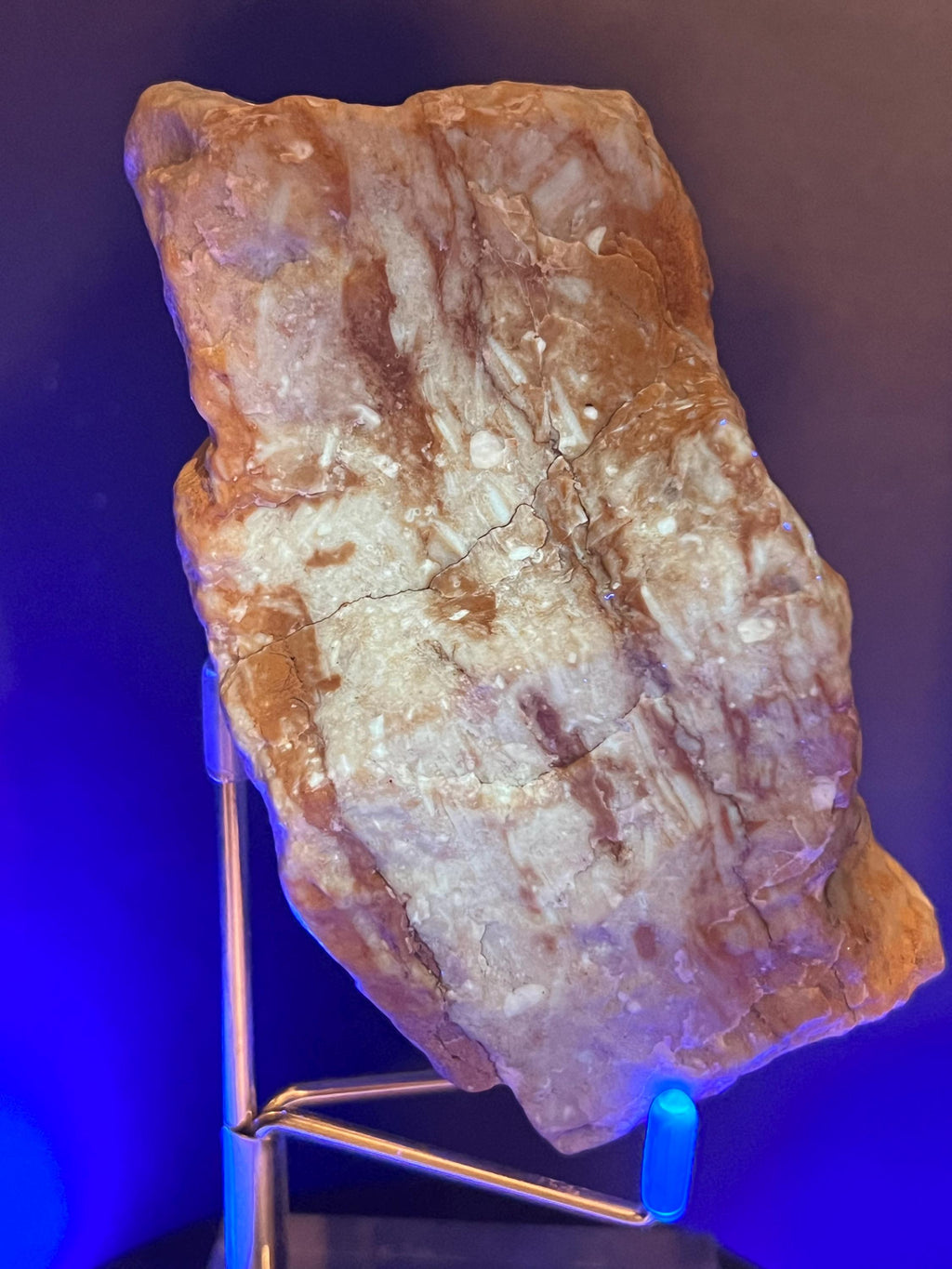 Fossils replaced by calcite in shale from Mississippi River.