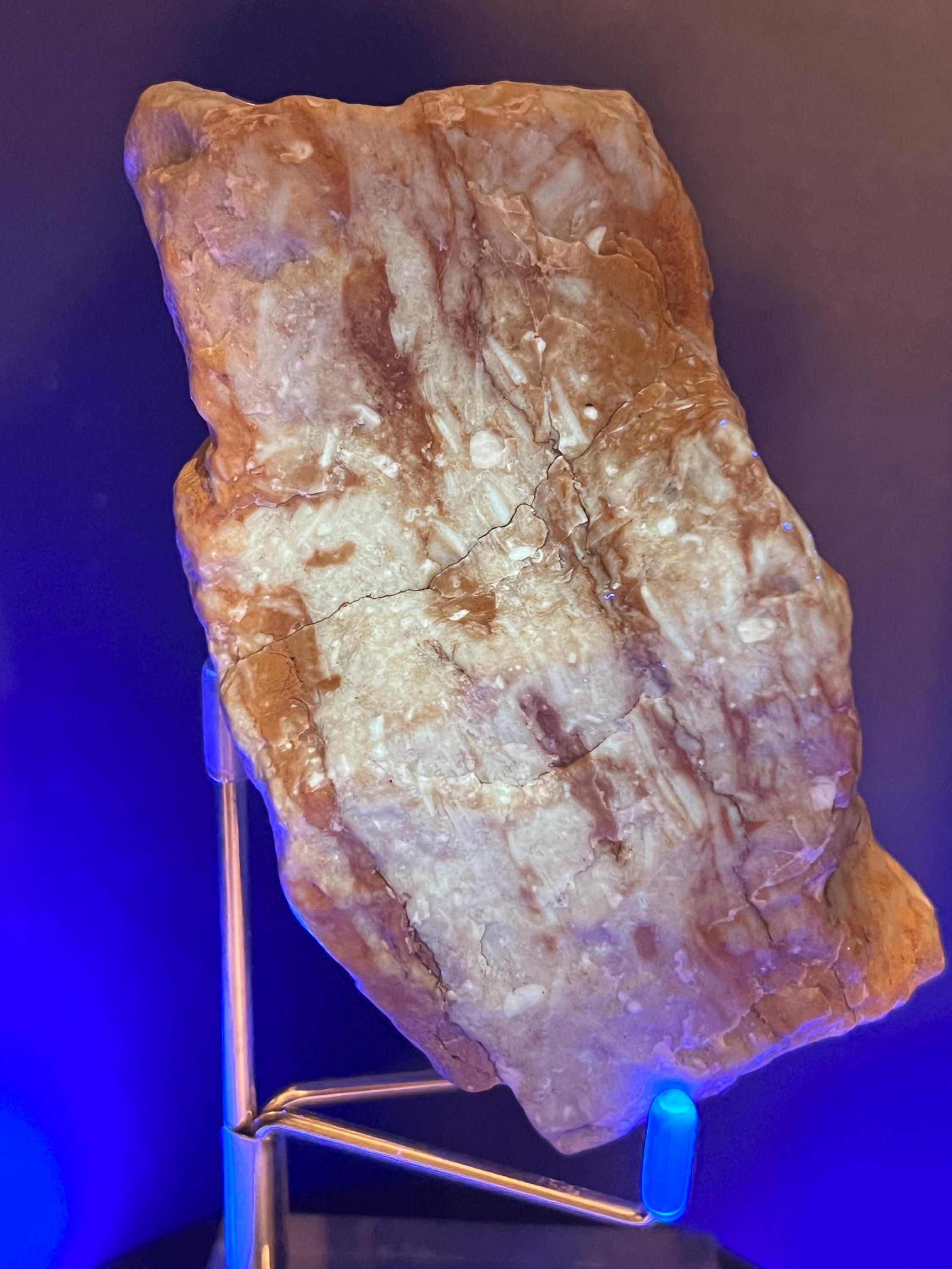 Fossils replaced by calcite in shale from Mississippi River.
