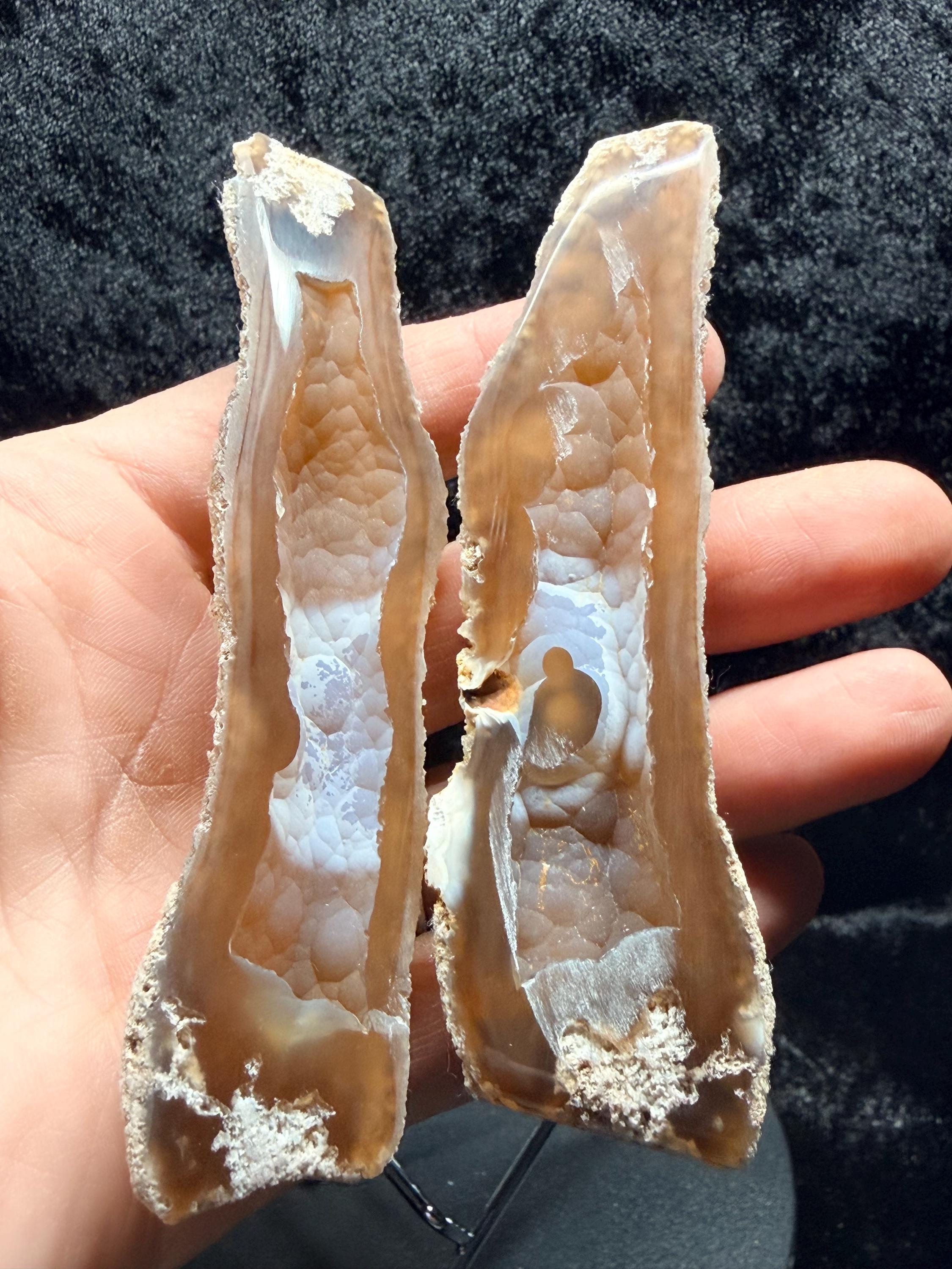 Polished redish brown Agatized Coral, Tampa Bay Fl.