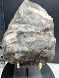 Fossils replaced by calcite in shale from Kentucky.