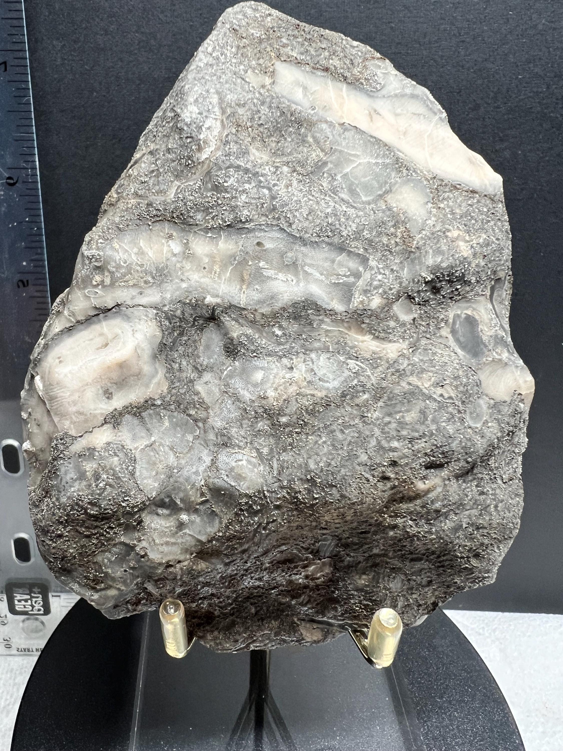 Fossils replaced by calcite in shale from Kentucky.