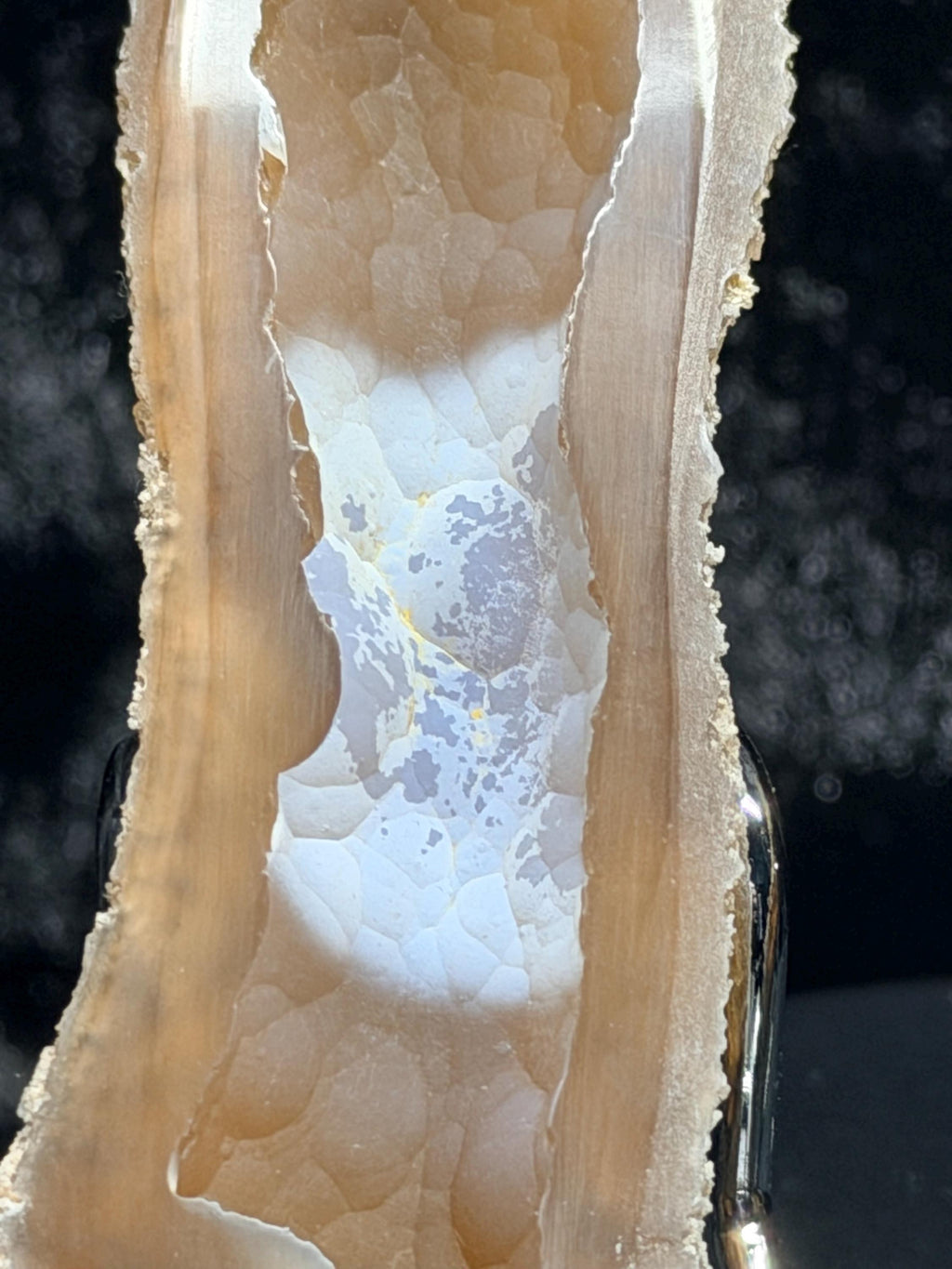Polished redish brown Agatized Coral, Tampa Bay Fl.