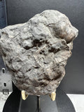Fossils replaced by calcite in shale from Kentucky.