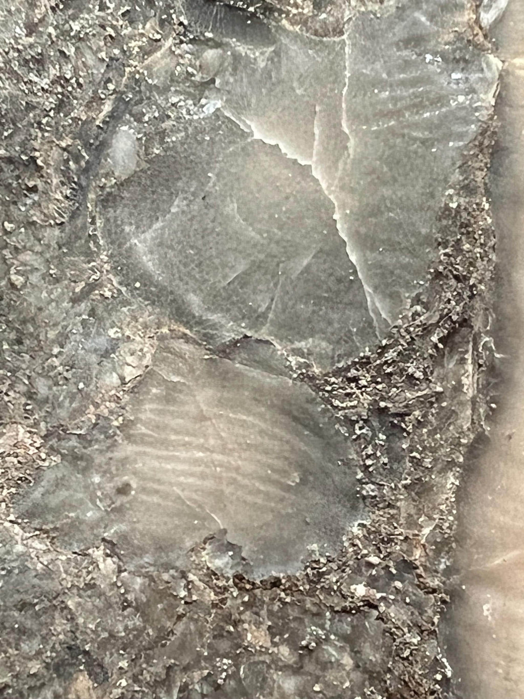Fossils replaced by calcite in shale from Kentucky.