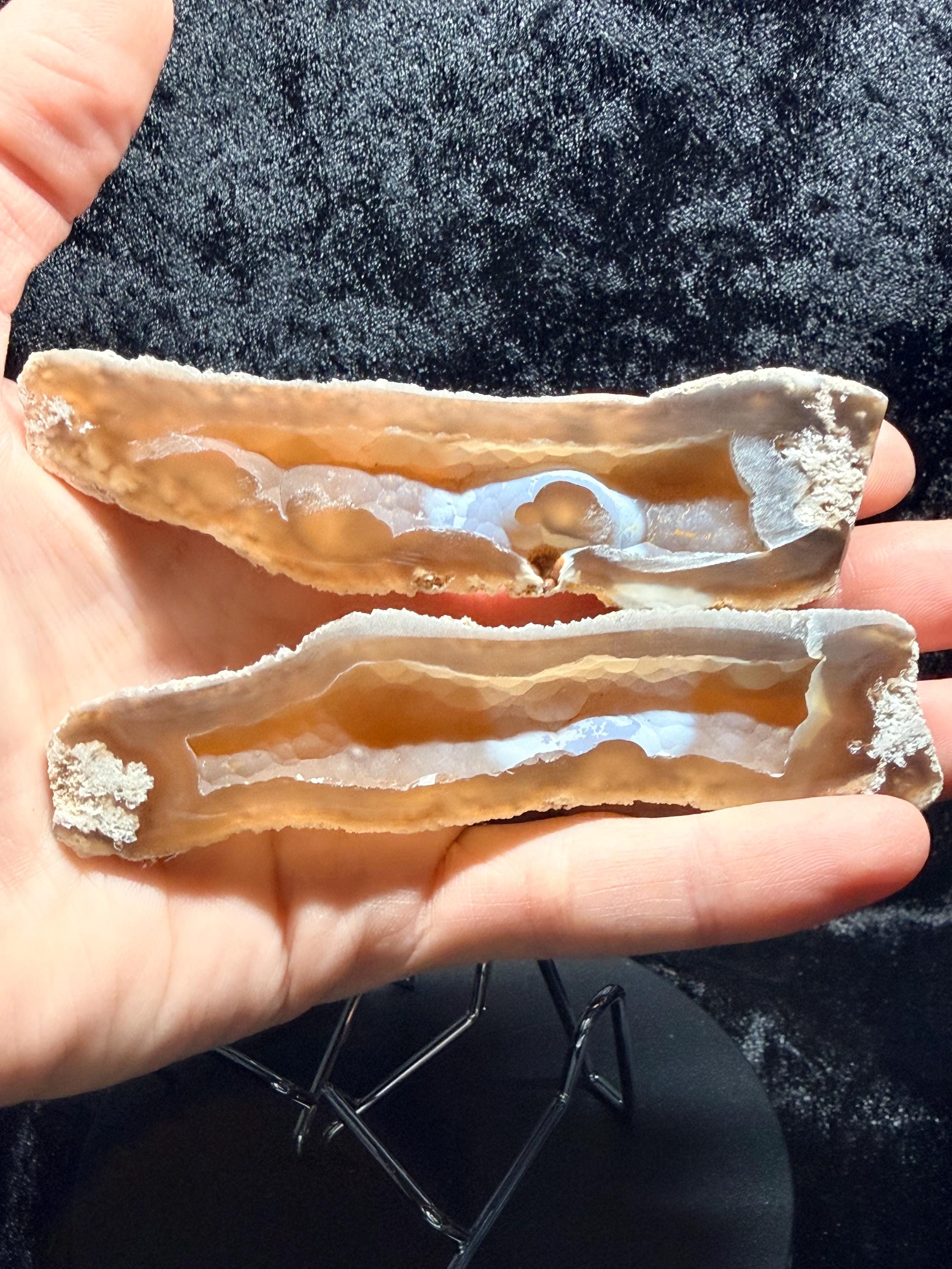 Polished redish brown Agatized Coral, Tampa Bay Fl.