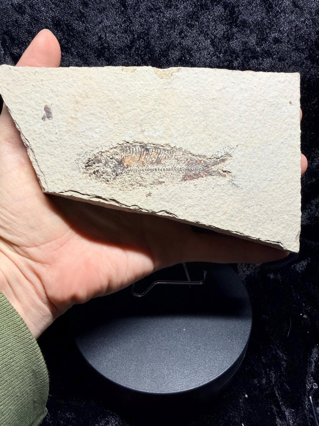 Eocene Fossil Fish – Knightia sp. (Green River Formation)
