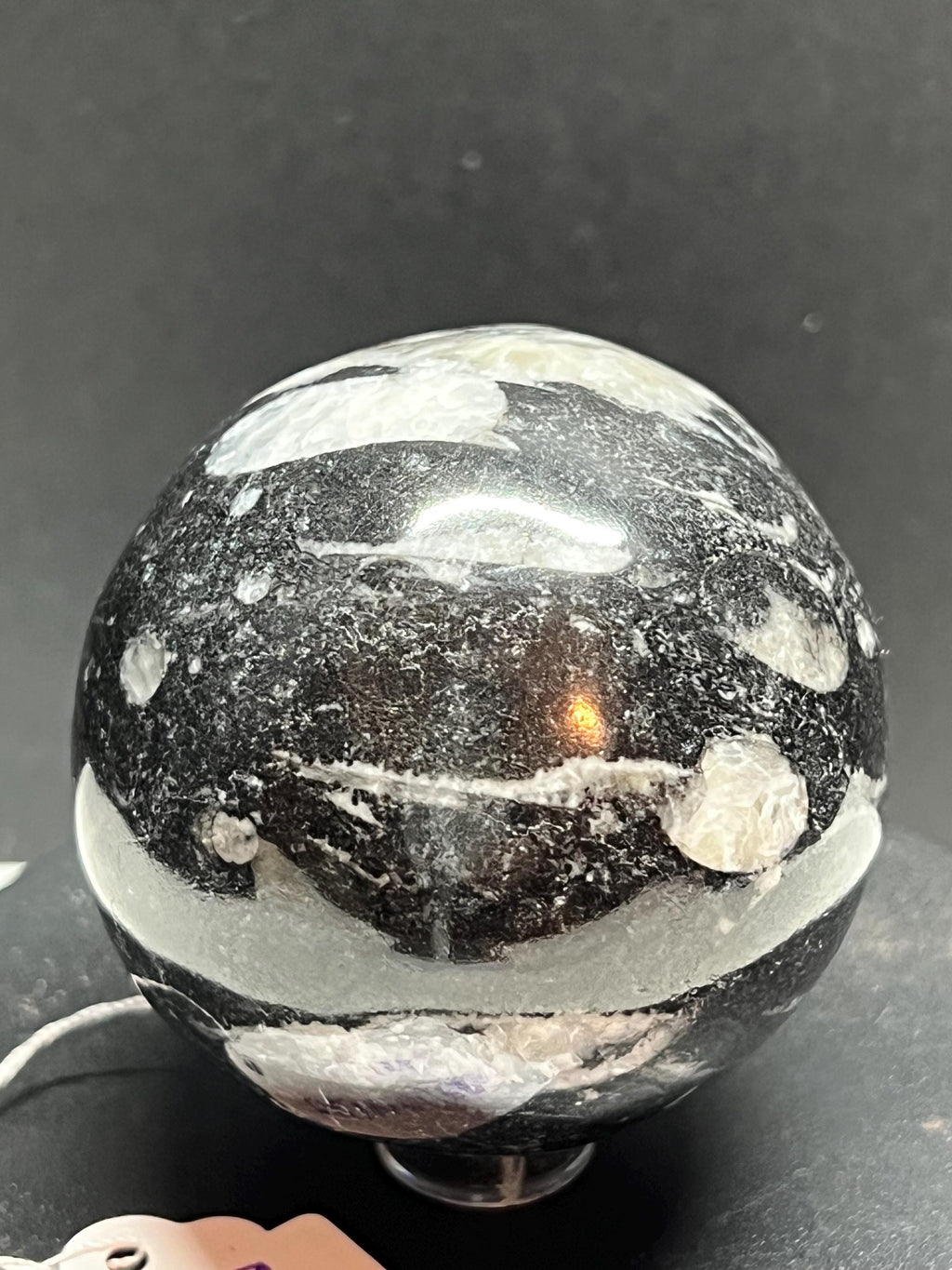 Orthoceras Fossil Sphere, Polished Limestone Display Specimen