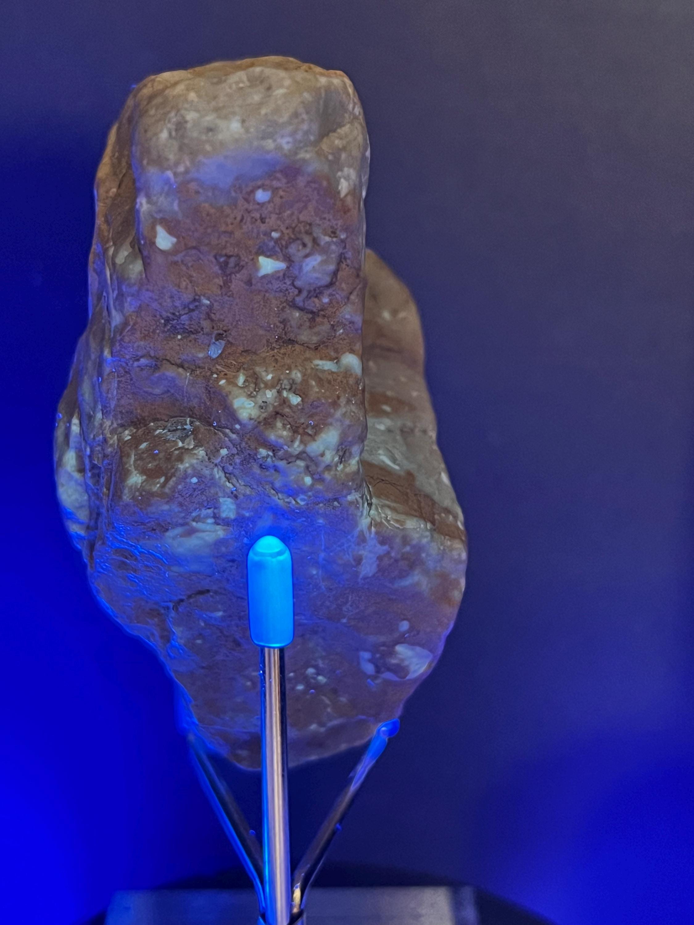 Fossils replaced by calcite in shale from Mississippi River.