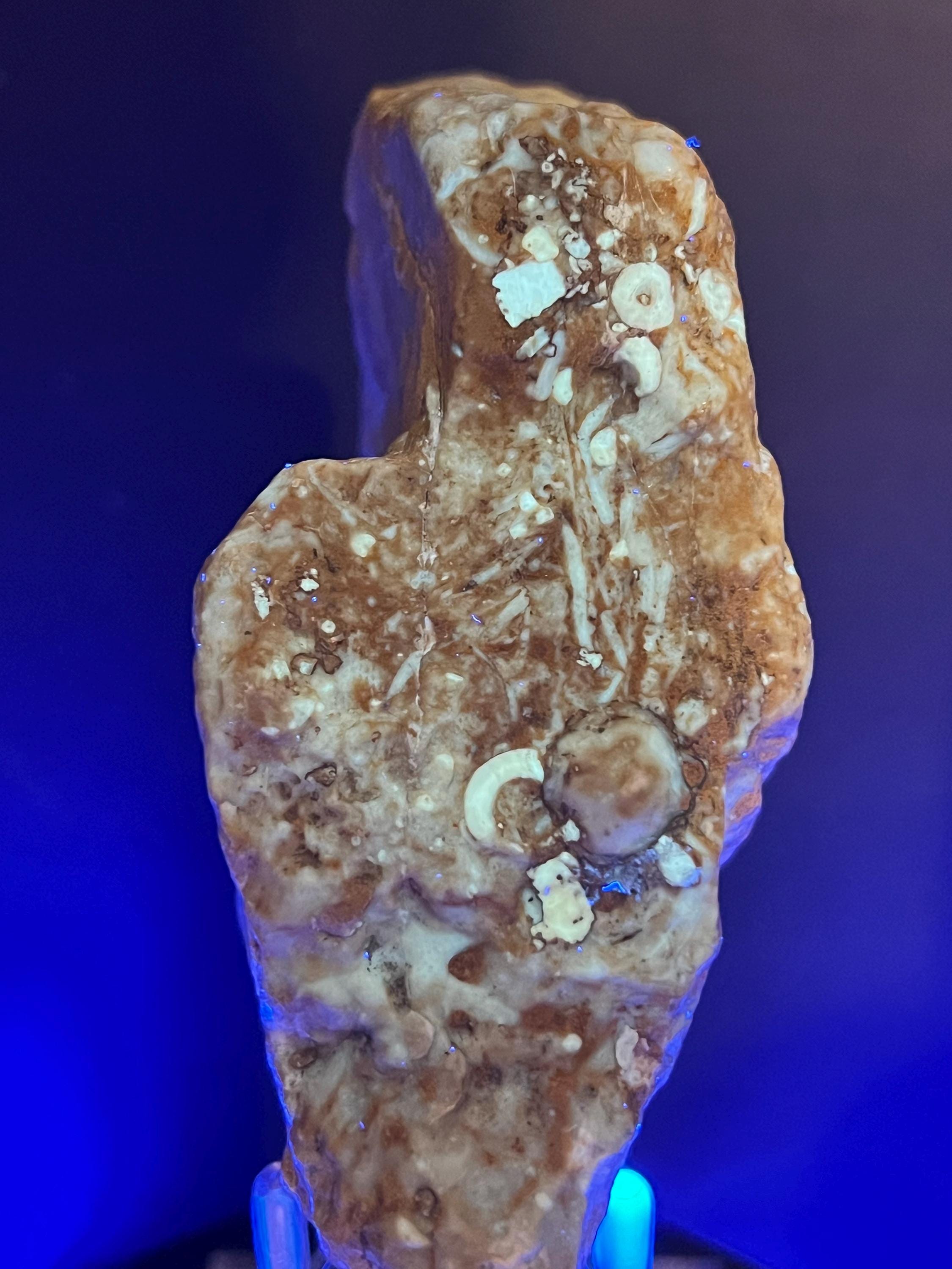 Fossils replaced by calcite in shale from Mississippi River.