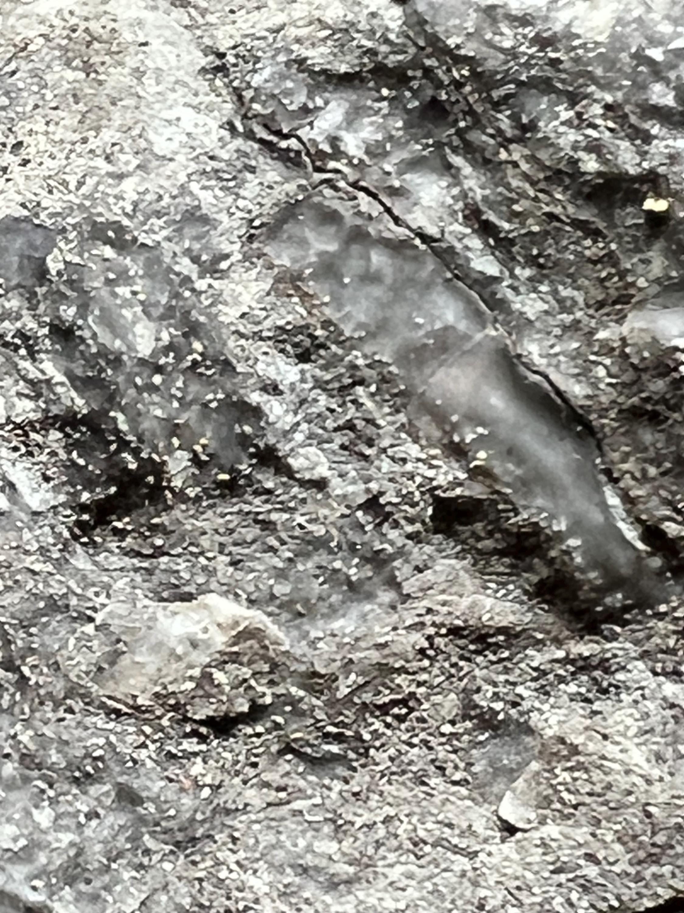 Fossils replaced by calcite in shale from Kentucky.