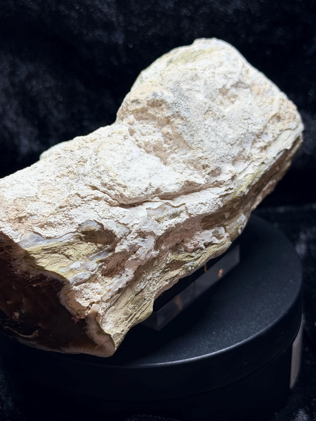Polished Petrified wood with natural raw sides
