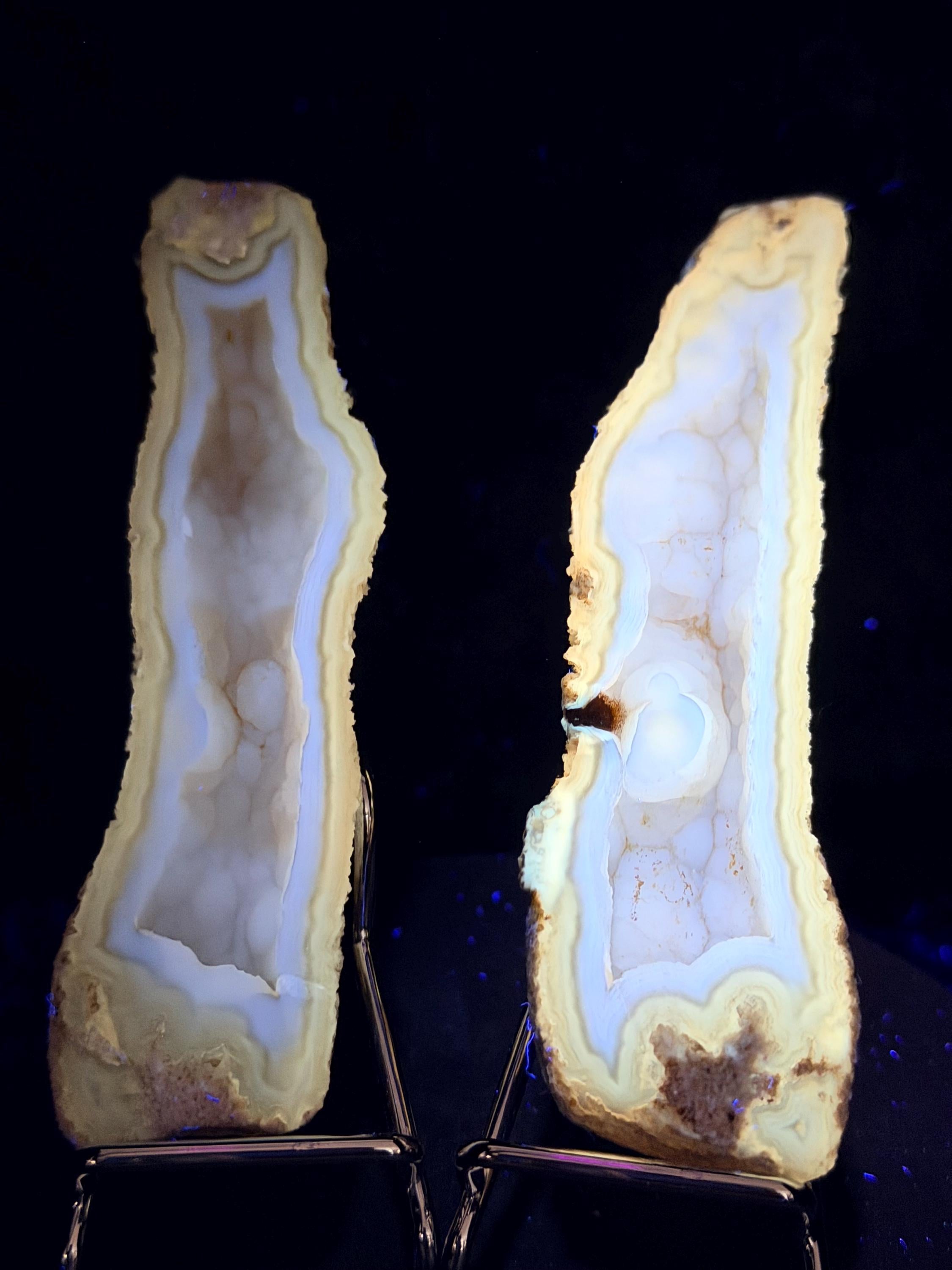 Polished redish brown Agatized Coral, Tampa Bay Fl.