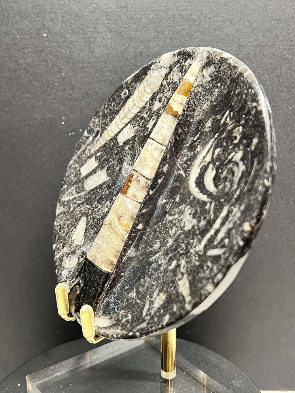 Orthoceras 4” dish.