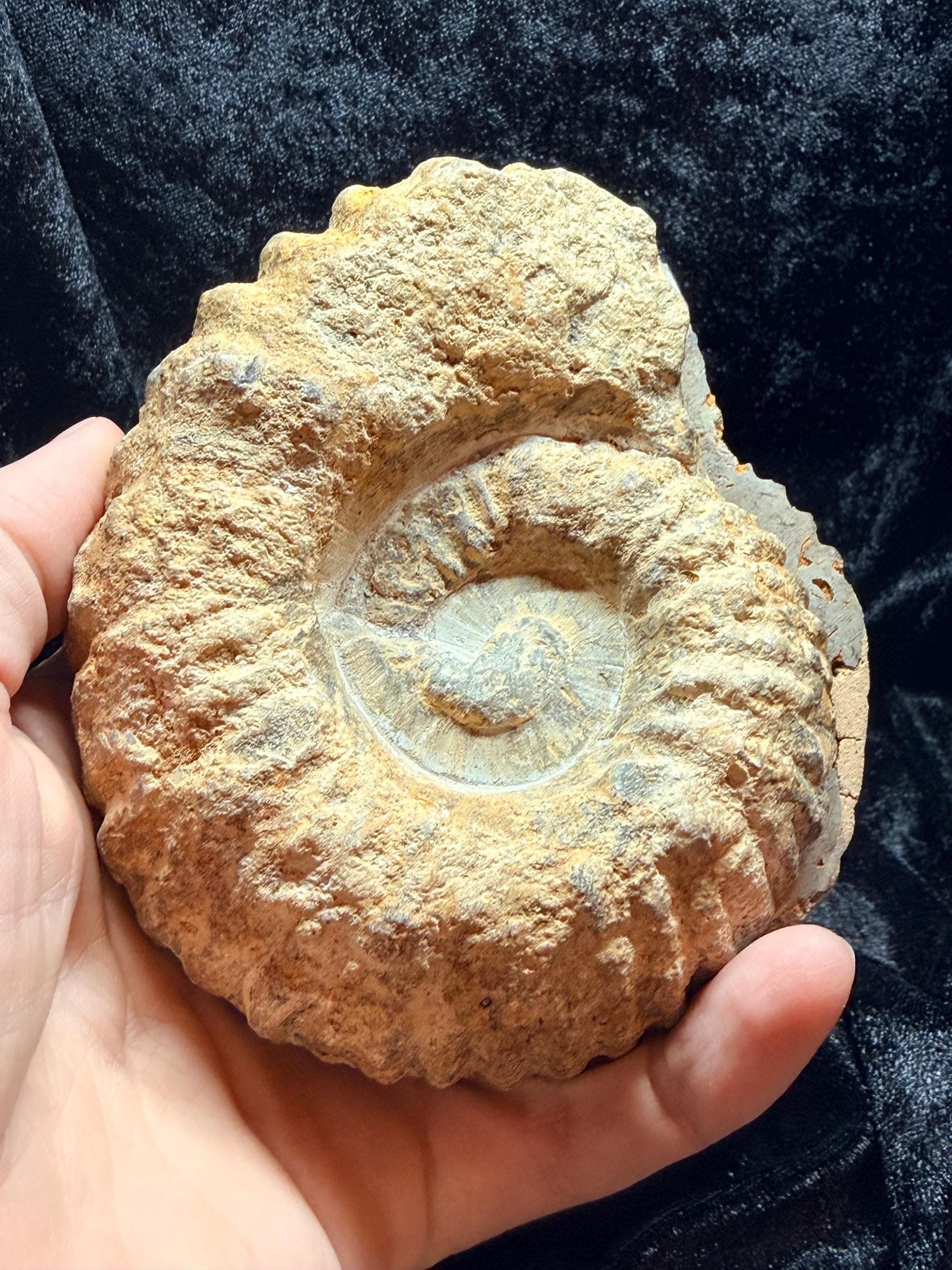 Polished Ammonite fossil with uv reactive calcite and pyrite