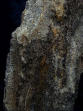 Brilliant Alabama petrified wood with micro druse.