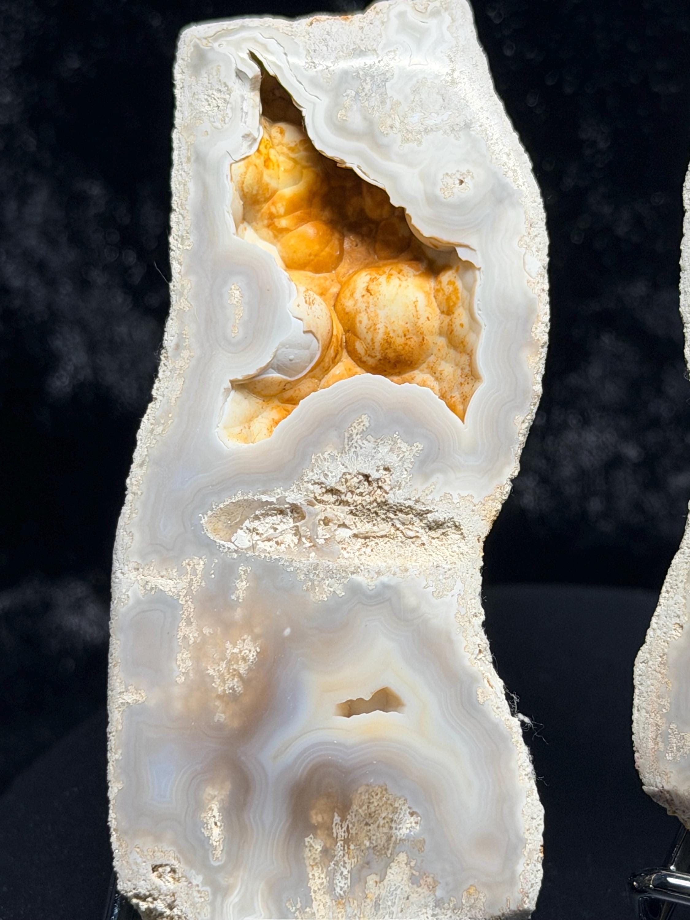 Polished Blue/gray Agatized Coral, Tampa Bay Fl.