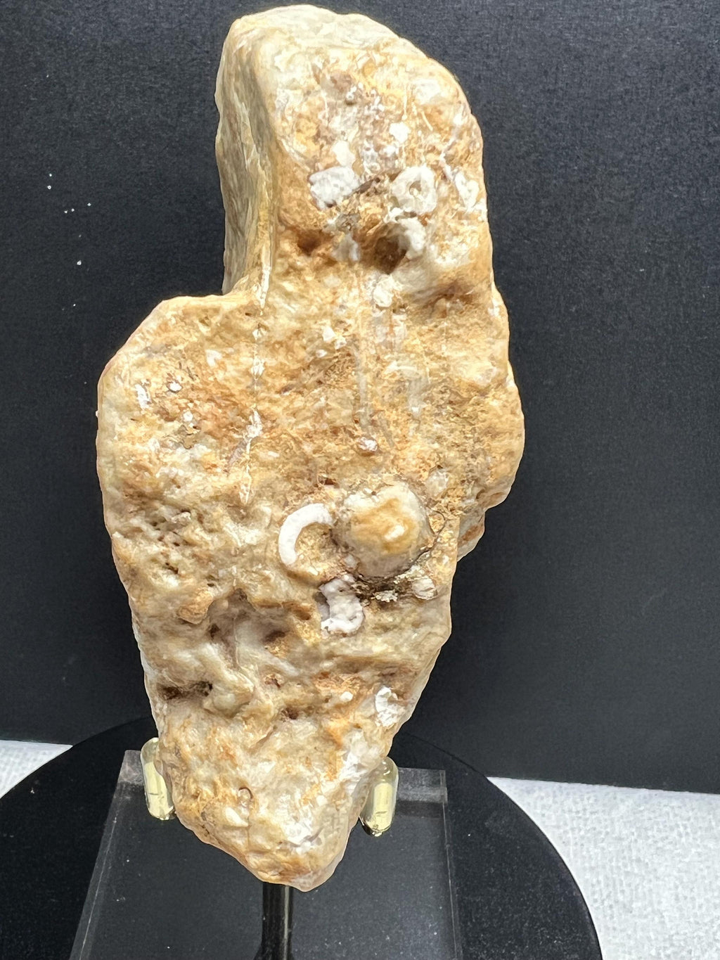 Fossils replaced by calcite in shale from Mississippi River.