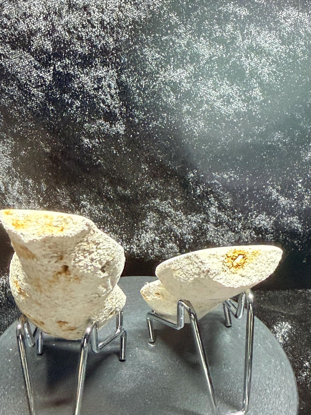 Polished Blue/gray Agatized Coral, Tampa Bay Fl.